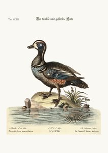 Dusky and Spotted Duck, 1749-73
